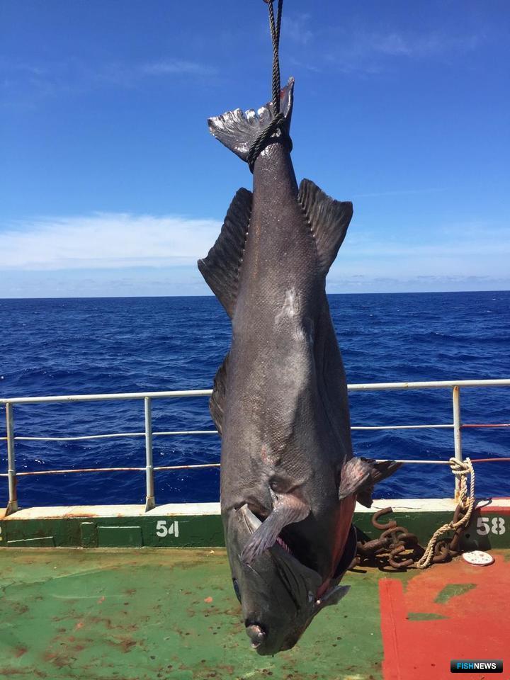 During commercial exploration the crew of longliner “Vostok-7” caught rare unusual skilfish.